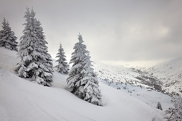 Image showing Winter forest