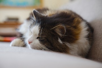 Image showing Sleepy cat