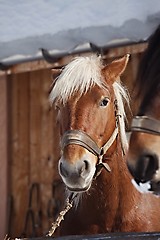 Image showing Horse on a farm