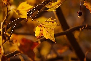 Image showing Leaves