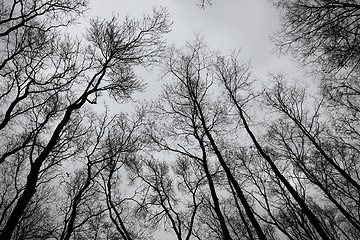 Image showing Bare trees