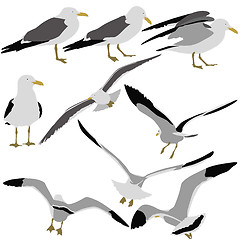 Image showing Set black silhouettes of seagulls on white background. Vector il