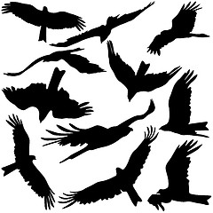 Image showing Set black silhouettes of prey eagles on white background. Vector