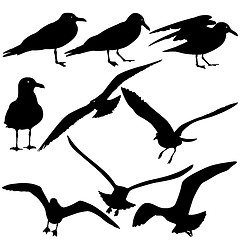 Image showing Set black silhouettes of seagulls on white background. Vector il