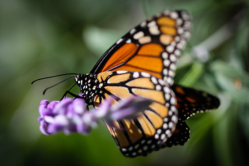 Image showing Monarch Danaus Plexippus