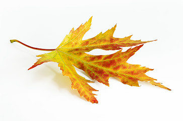 Image showing Yelow-green-red autumn leaf