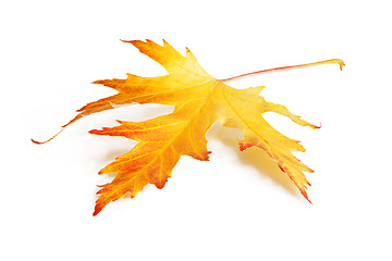 Image showing Yellow-red autumn leaf