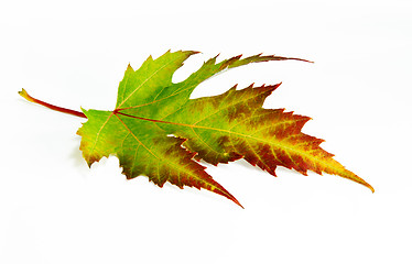 Image showing Green-red autumn leaf