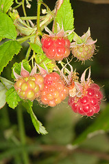 Image showing Raspberry