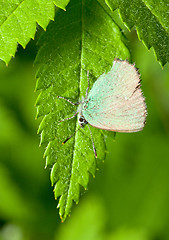 Image showing Callophrys rubi