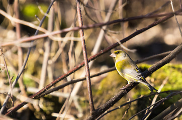 Image showing Greenfinch