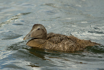 Image showing Eider