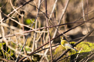 Image showing Greenfinch