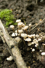 Image showing Mushrooms