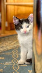 Image showing Kitten