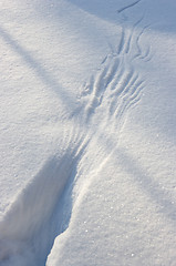 Image showing Pheasant marks in the snow