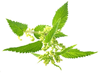 Image showing nettle