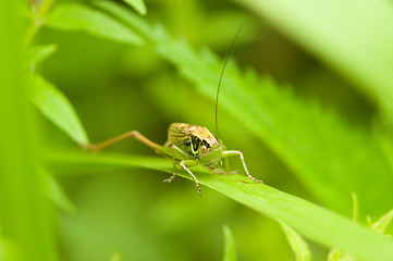 Image showing Grasshopper