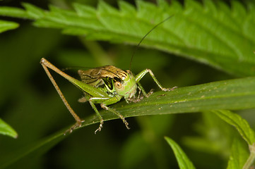 Image showing Grasshopper