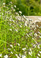 Image showing Viola tricolor