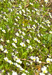 Image showing Viola tricolor