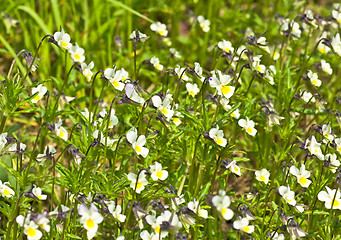 Image showing Viola tricolor