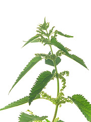 Image showing nettle