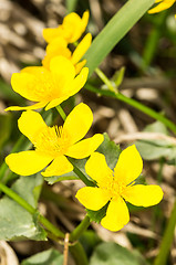 Image showing Caltha palustris