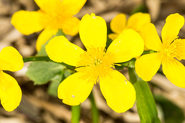 Image showing Yellow flowers