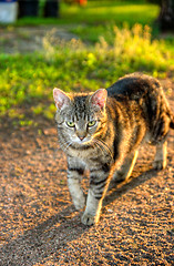 Image showing Cat