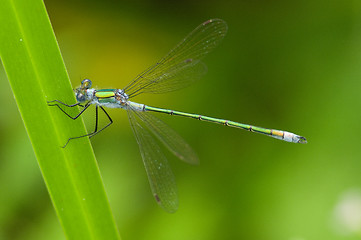 Image showing Dragonfly