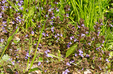 Image showing Flowers