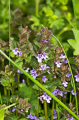 Image showing Flowers