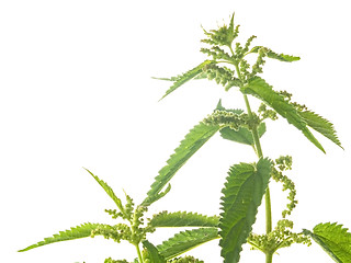 Image showing nettle