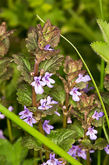 Image showing Flowers