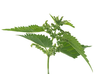 Image showing nettle