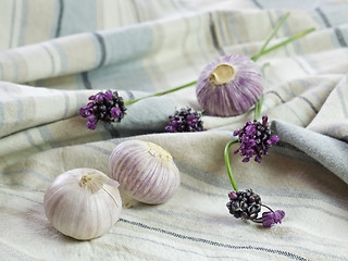 Image showing Purple Garlic