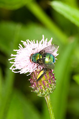 Image showing Fly