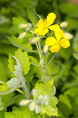 Image showing Yellow flowers