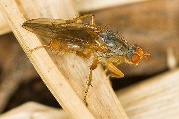 Image showing Fly