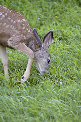 Image showing Deer fawn grazing