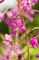 Image showing Chamerion angustifolium