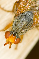 Image showing Fly