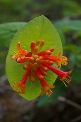 Image showing Honeysuckle B