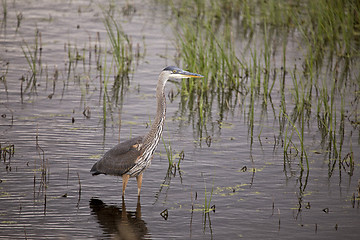 Image showing Blue Heron in swamp