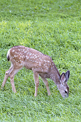 Image showing Deer fawn grazing