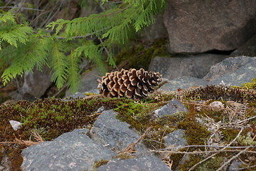 Image showing Pine Cones B
