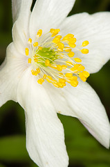 Image showing Anemone nemorosa