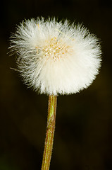 Image showing Pollen