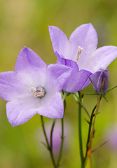 Image showing Flowers